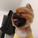 용현애견방 이미지