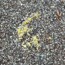 오리꼴 | 12월 첫째주 | ☃️