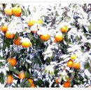 The Old Oak 이미지