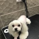 대치수동물병원 이미지