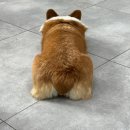 유교길안내센터내 | 26.04.05_마음이 꽉 찬 동물자유연대 온센터 봉사 | 유기견 시설 안내, 봉사후기