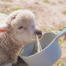 옹기목장 이미지