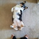 반려견 이해하기(펫) 이미지