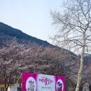 (주)지니뮤직노동조합 | 2025 대덕 물빛 축제 뮤직 페스티벌 개막식 대청호 벚꽃 실시간 개화 후기
