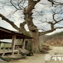 신기리 세계뉴스통신