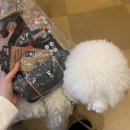 디어멍멍 | 【노원 애견용품점】 태강이네멍멍마켓, 후르타 머드벤처 에코 &amp; 몬순코트 착용 후기