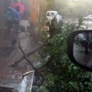 통영터널로가로수 이미지