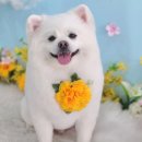 뭉치, 그루밍 이미지