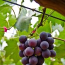 삼호농장 이미지