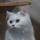 우다닥고양이호텔 이미지