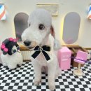 멍발란스 이미지