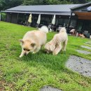 연지유치원 | 포항 실내 애견카페 천연잔디있는 대형 강아지 유치원 호텔 추천 놀다가개