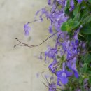 바이올렛 이미지