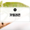 카멜레존 | 카멜레존 새로운 곳으로 변하다