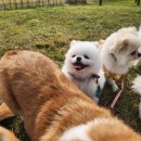 즐거운 애견 이미지