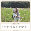 영상목장 | 아그로랜드 태신목장 트랙터 낙농체험 핑크뮬리 코스모스 당진 꽃구경 후기