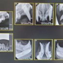 가경 나음 동물병원 이미지