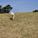 강아지 미용실 이미지