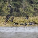 순천만 흑두루미 국제 심포지엄 이미지