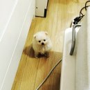 얼짱펫 | 1. 반려견 포메라니안 노견 경련 발작 증상 및 목디스크 / 반려견 뇌MRI비용 / 고관절 슬개골탈구 수술...