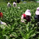 정동원농가 이미지