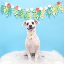 몽 그루밍 이미지