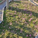 꿀목장2 이미지