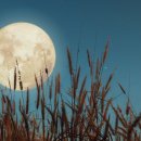 [행복한 詩 읽기] 가을밤 (김용택) 달빛 아래 들판ㆍ산ㆍ마을 이미지