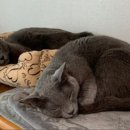 그랜드벳동물병원 이미지