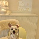 알로하펫 이미지