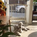 헬로우프리티 이미지