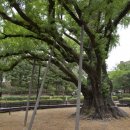 [고규홍의 큰 나무 이야기]정성으로 살려낸 방학동 은행나무 이미지