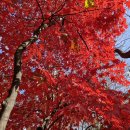 자매근린공원 이미지