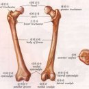 야곱의 환도뼈 (대퇴골) 이미지