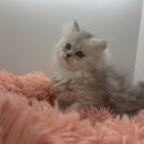 그루밍도그 이미지