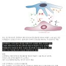 Re: pericyte의 줄기세포 기능. 혈관의 건강과 조직 항상성 2024 리뷰!! 이미지