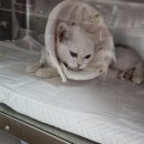 스머프동물병원 네이버블로그