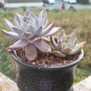 다솜이네 이미지