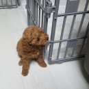윤아네