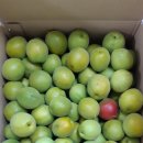 생태농원소향 이미지