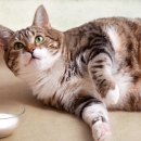 해든고양이병원 이미지