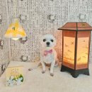 스마일댕 이미지