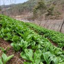 산골농장 산속이 변해가고 있어요 이미지