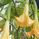 천사꽃펜션 이미지