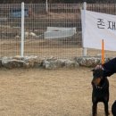 딩동댕댕 애견유치원 이미지