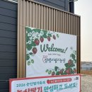 잠뱅이 | 논산 딸기축제 잠뱅이딸기농장 방문 후기