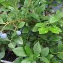 이삭농장 이미지