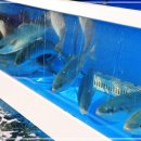 왕건 | 대가족 모임도 편한 속초 왕건횟집 후기