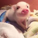 눈물닭도리탕 이미지