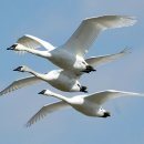 【울음고니Trumpeter Swan (휘파람고니)】 「'곡 곡 곡' 하는 울음소리」 이미지